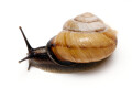 Caucasotachea calligera Megri, Armenia, adult, import, 32mm